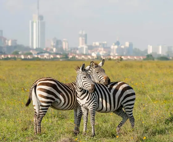 Fligts-to-Nairobi-from-London with JaxorTravels